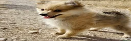 Pomerania perros en venta: Pomerania  - Anuncio 1