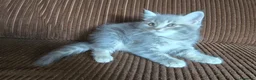 Británico de Pelo Largo gatos en venta: Gatcot.com - Anuncio 9