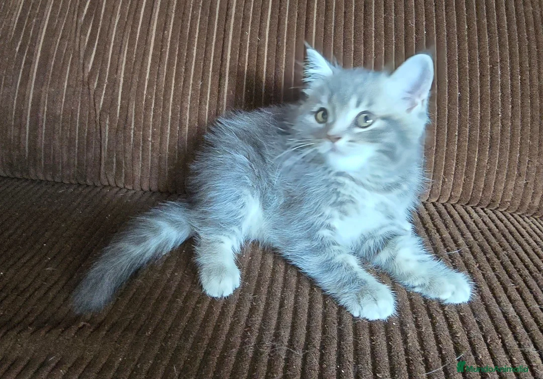 Británico de Pelo Largo gatos en venta: Gatcot.com - Anuncio 9