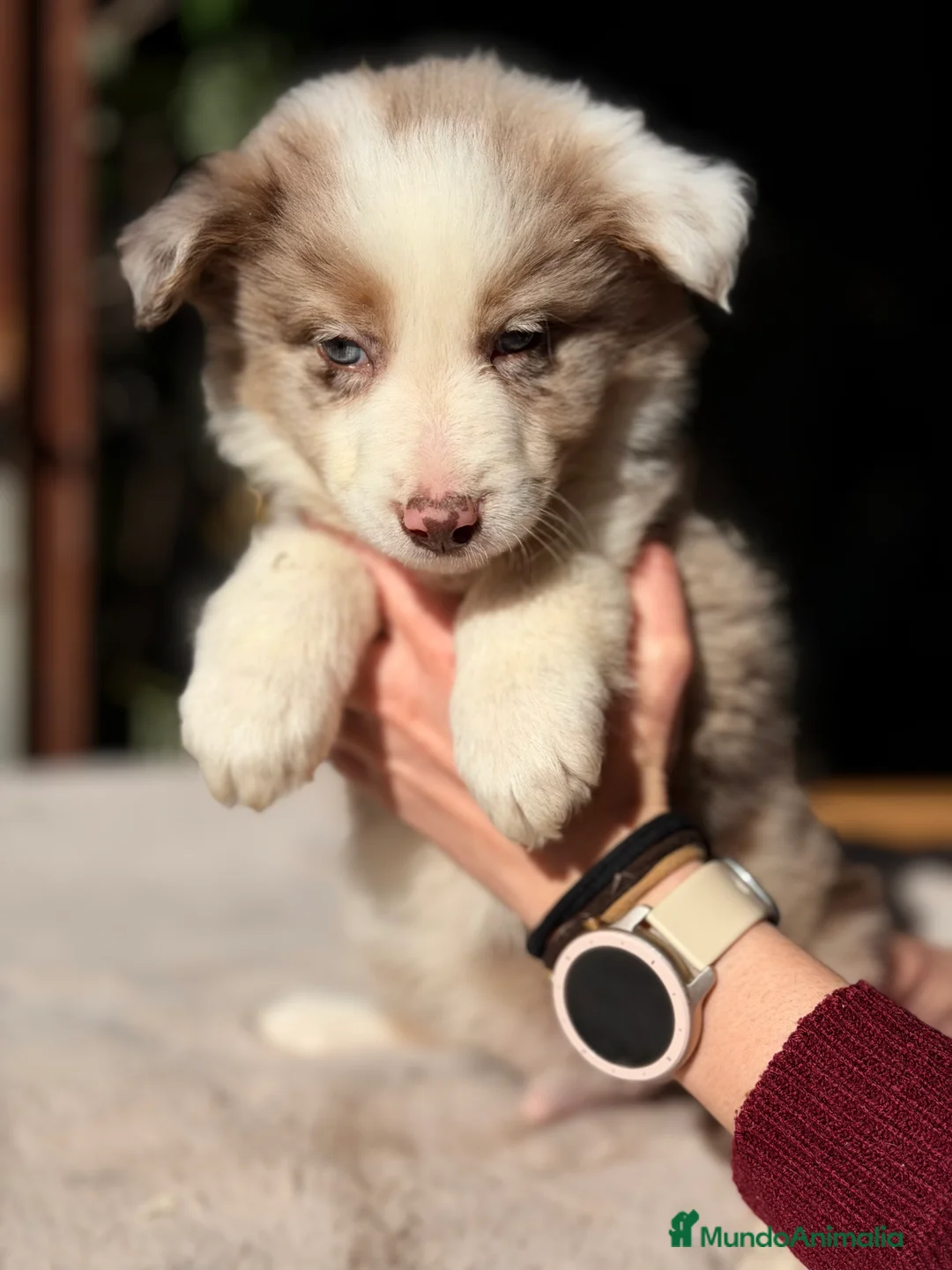 Border Collie perros en venta: Border collie red Merle - Anuncio 4