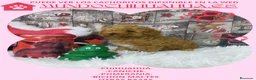 Pomerania perros en venta: IMPRECIOSNATES CACHORRITOS DE POMERANIAS   - Anuncio 11