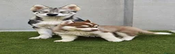 Husky Siberiano perros en venta: Husky siberiano agouti - Anuncio 2