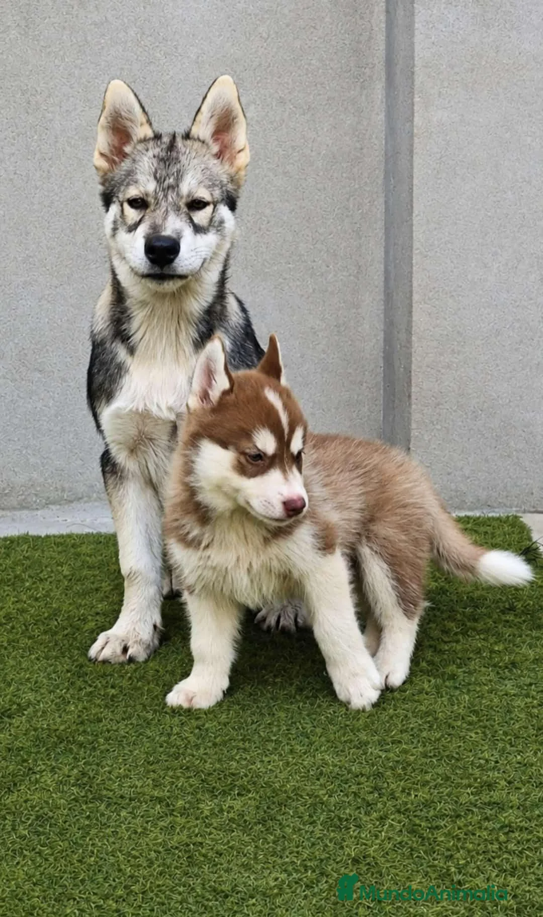 Husky Siberiano perros en venta: Husky siberiano agouti - Anuncio 2