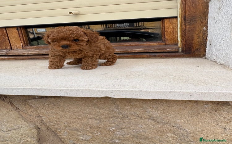 Caniche Toy perros - Anuncio 4
