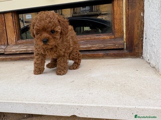 Caniche Toy perros - Anuncio 5