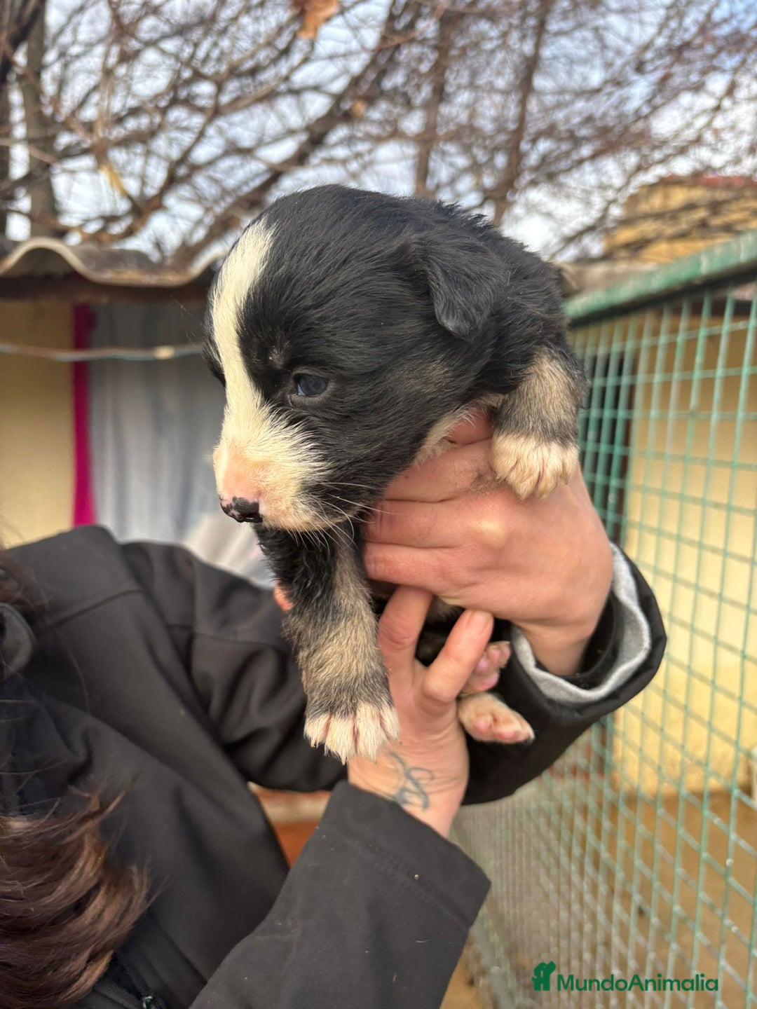 Border Collie perros en venta: Cachorro de Border Collie macho negro  - Anuncio 4
