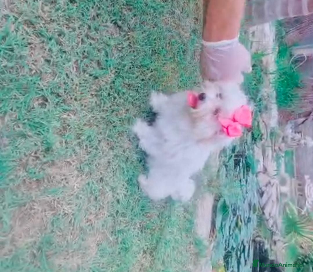 Bichón Maltés perros Hembrita de bichon maltes miniatura💖 - Anuncio 1
