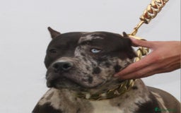 American Pit Bull Terrier perros en venta: American pitbull terrier mejor criadero de España  - Imagen 6