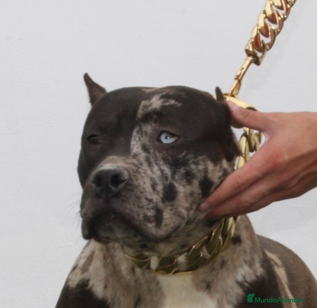 American Pit Bull Terrier perros en venta: American pitbull terrier mejor criadero de España  - Imagen 6