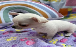 Chihuahua perros en venta: Increíble machito chihuahua tot - Imagen 4