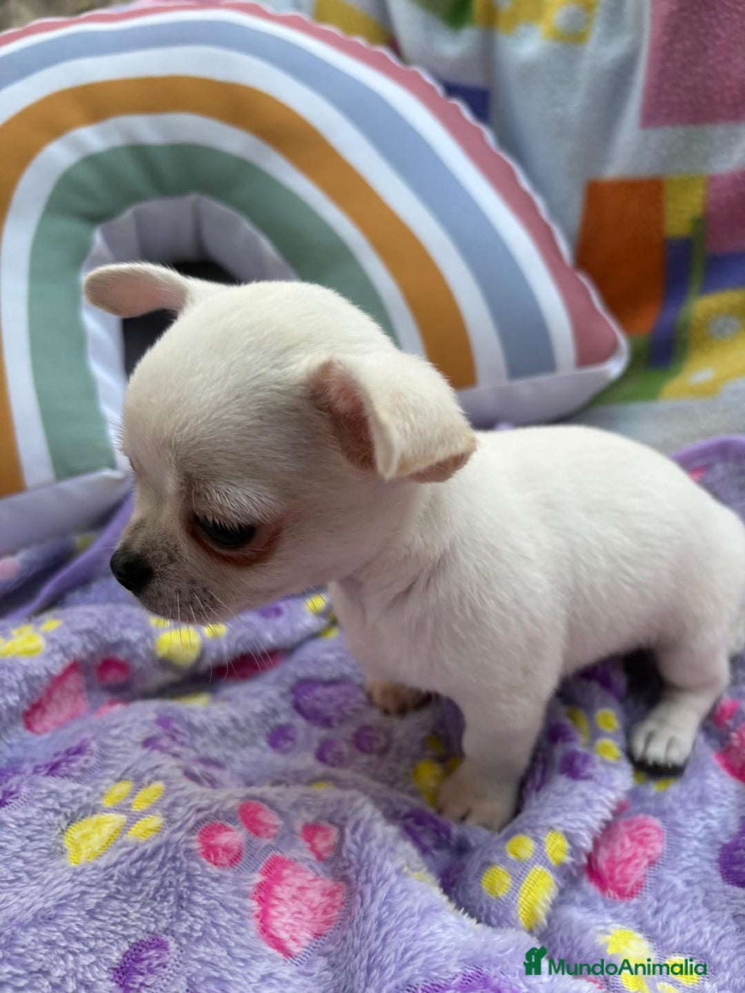 Chihuahua perros en venta: Increíble machito chihuahua tot - Imagen 4
