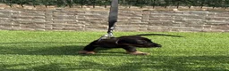 Teckel perros en venta: Cachorro  teckel  - Anuncio 3