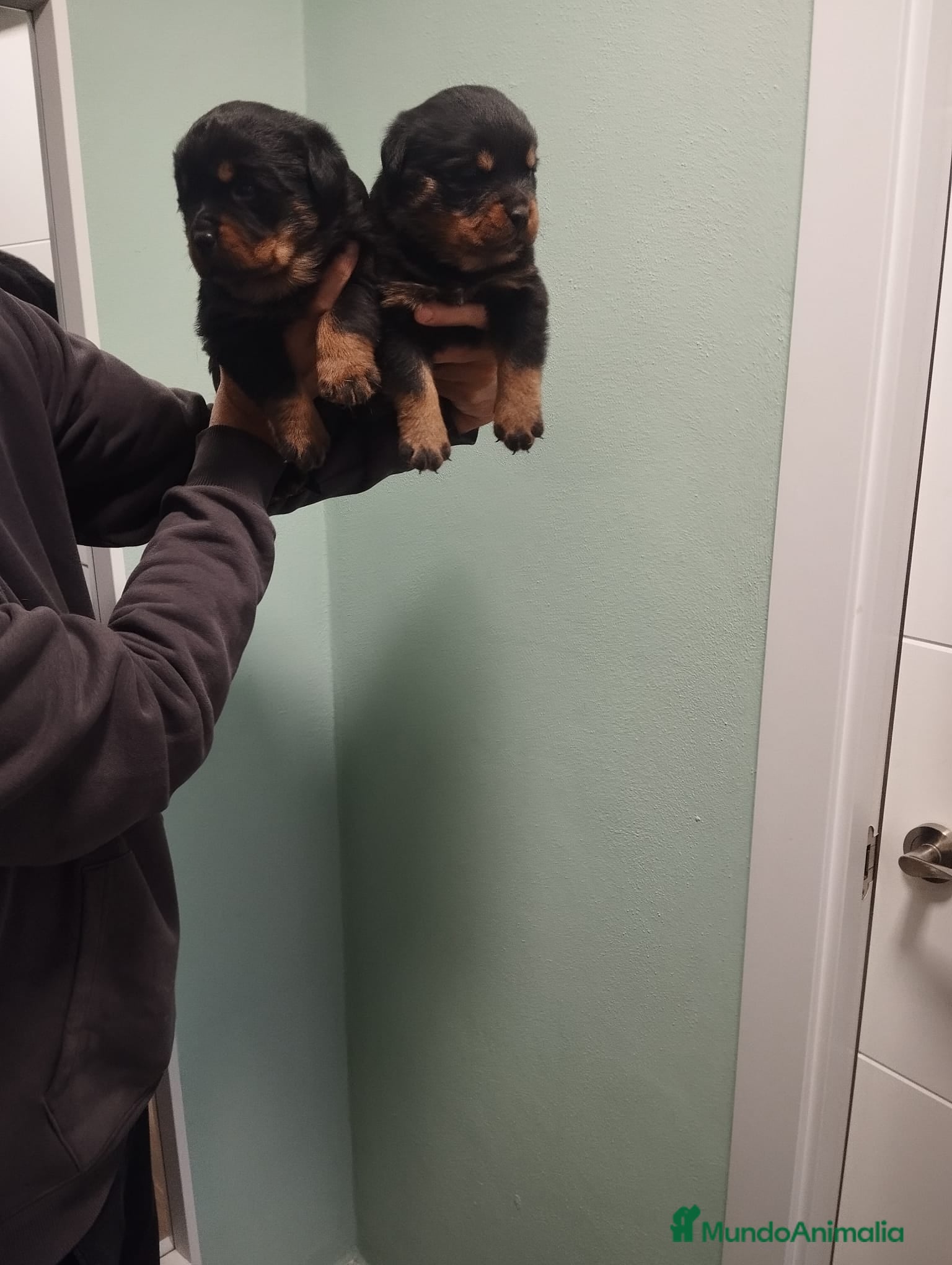 Rottweiler perros Rottweiler - Anuncio 1