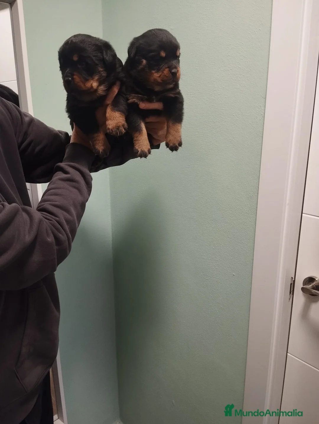 Rottweiler perros en venta: Rottweiler - Anuncio 1