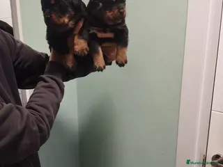Rottweiler perros Rottweiler - Anuncio 1
