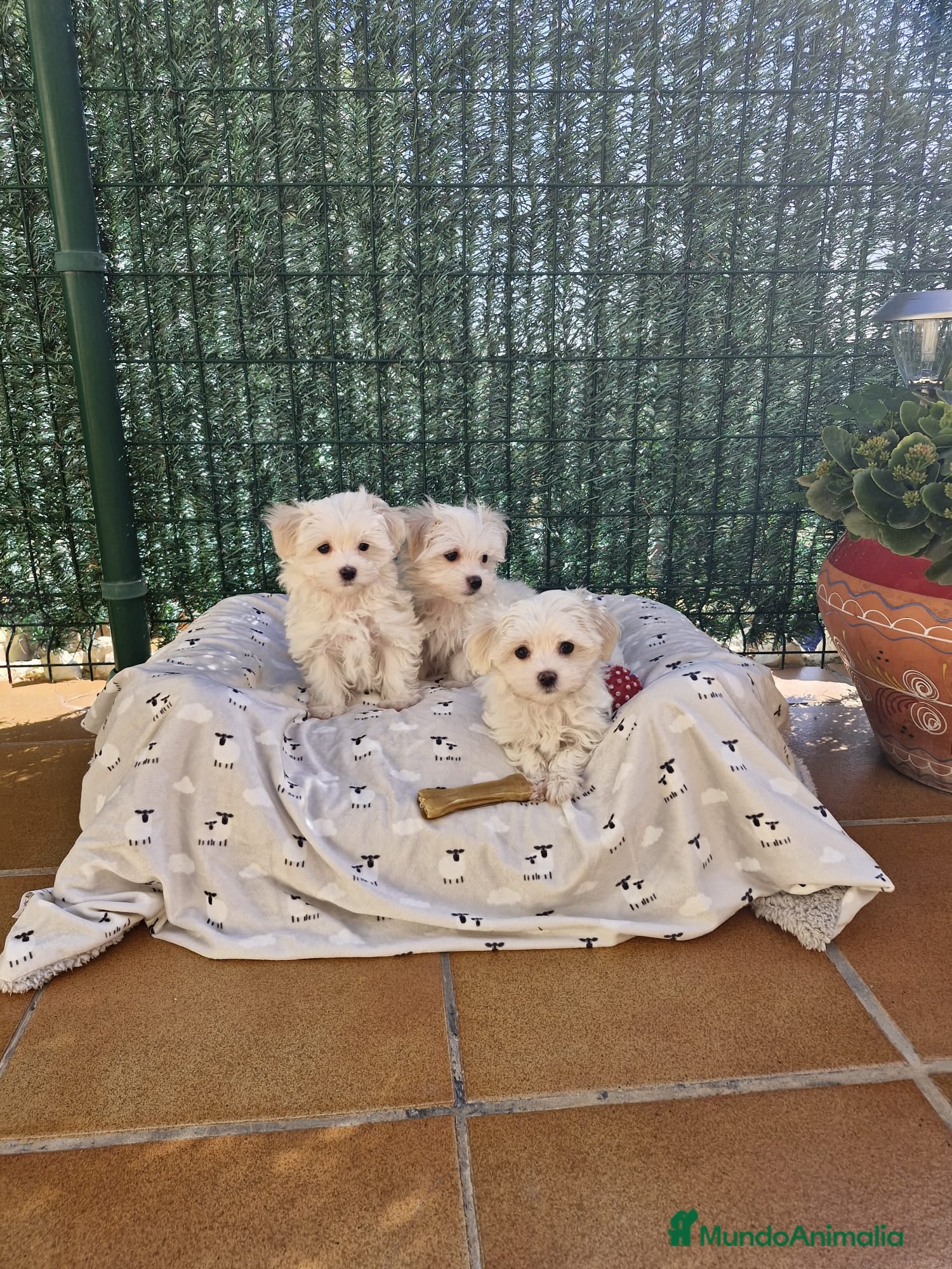 Bichón Maltés perros Bichón Maltés  en Barcelona - Anuncio 2