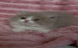 Británico de Pelo Largo gatos en venta: Monísimo gatito British  - Imagen 2