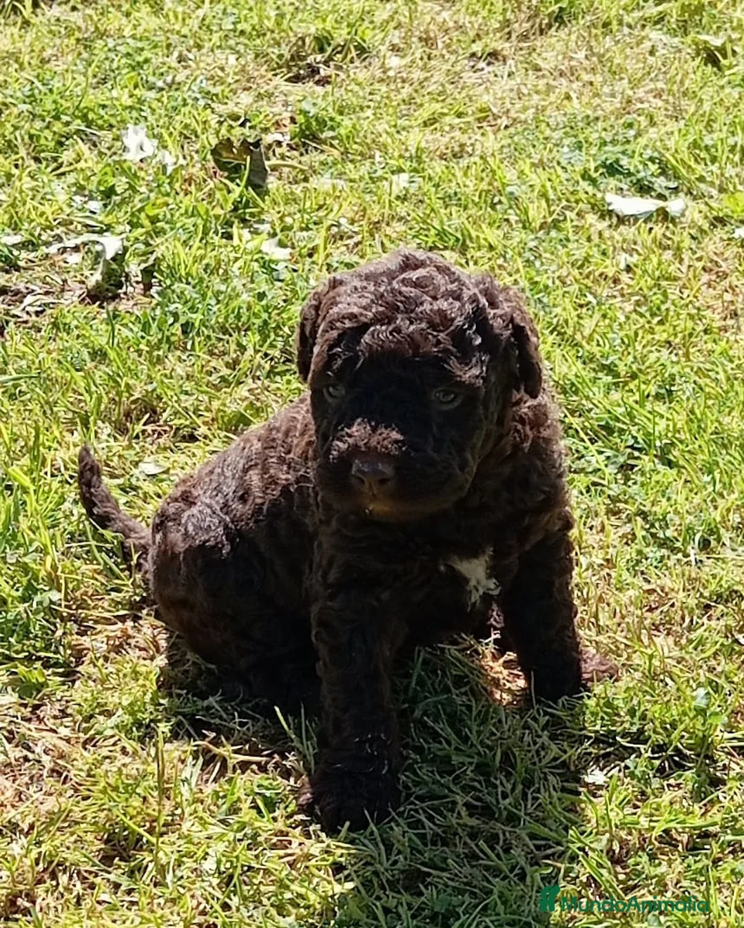 Perro de Agua Español perros en venta: Perro de agua  - Anuncio 2