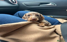 Teckel Miniatura perros en venta: teckel arlequin chocolate - Imagen 5