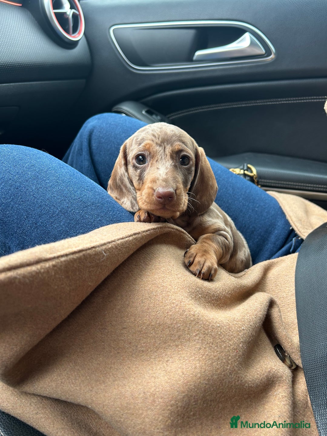 Teckel Miniatura perros en venta: teckel arlequin chocolate - Imagen 5