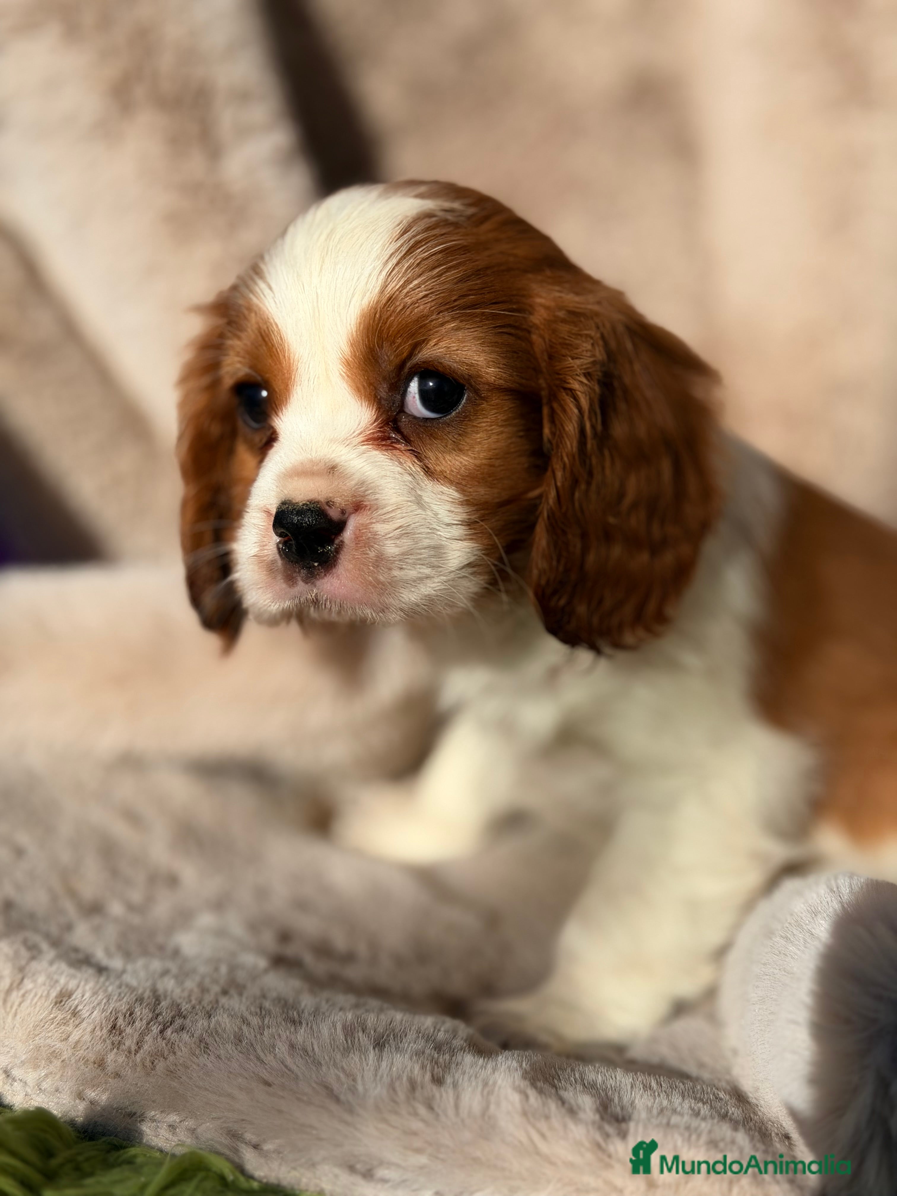 Cavalier King Charles Spaniel perros Cavalier King macho  - Anuncio 2