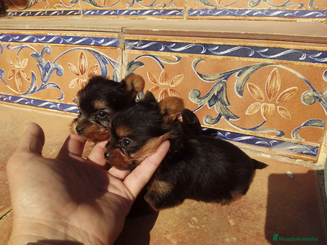 Yorkshire Terrier perros en venta: Yorkshire mini toy  - Anuncio 1