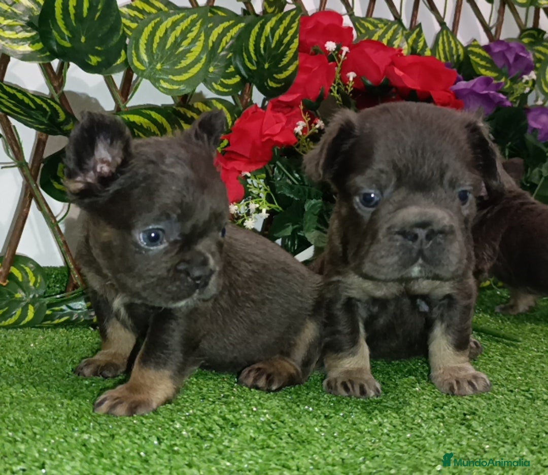 Bulldog Francés perros en venta: Fluffys y exóticos bulldog impresionantes  - Imagen 5