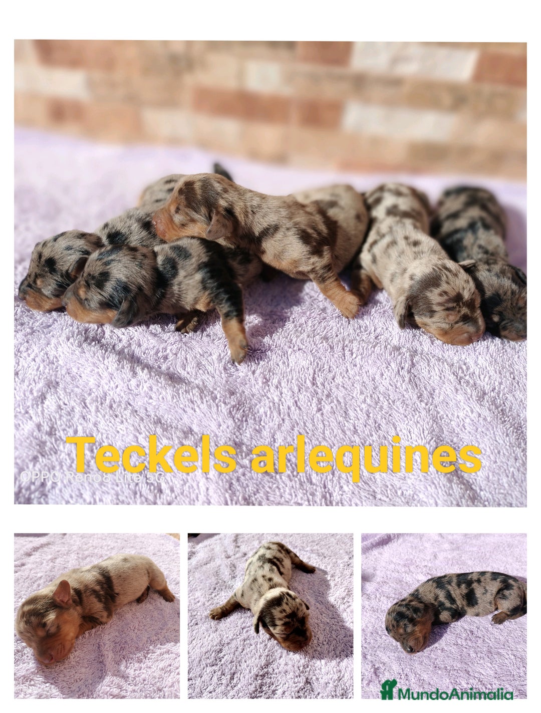 Teckel Miniatura perros en venta: Cachorros de teckel Arlequin - Anuncio 1