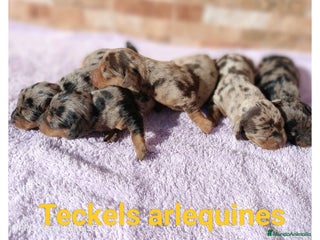 Teckel Miniatura perros Cachorros de teckel Arlequin - Anuncio 1