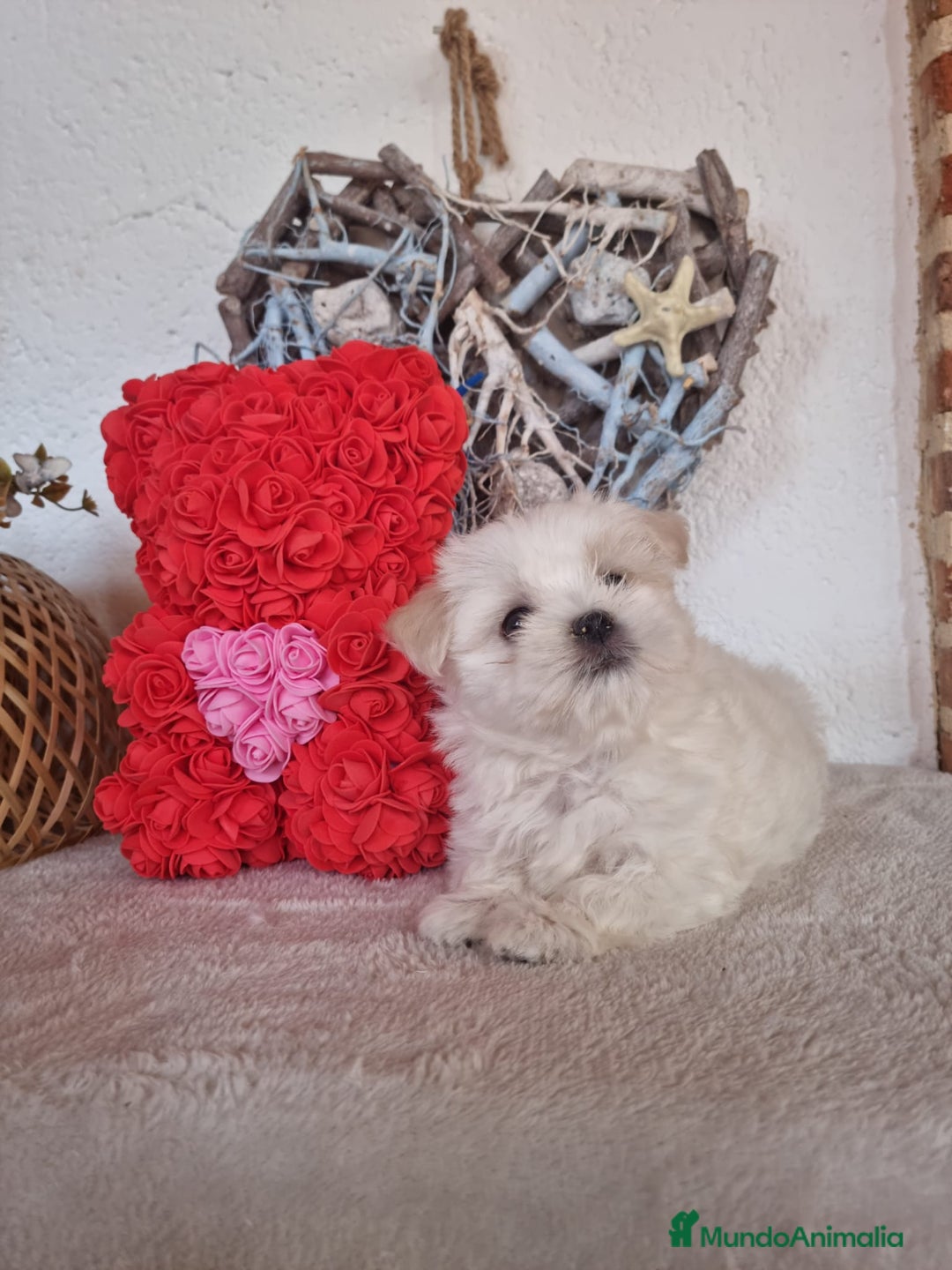 Bichón Maltés perros en venta: CAMADA DE BICHÓN MALTÉS  - Imagen 4