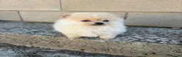 Pomerania perros en venta: Pomerania mini toy - Anuncio 5