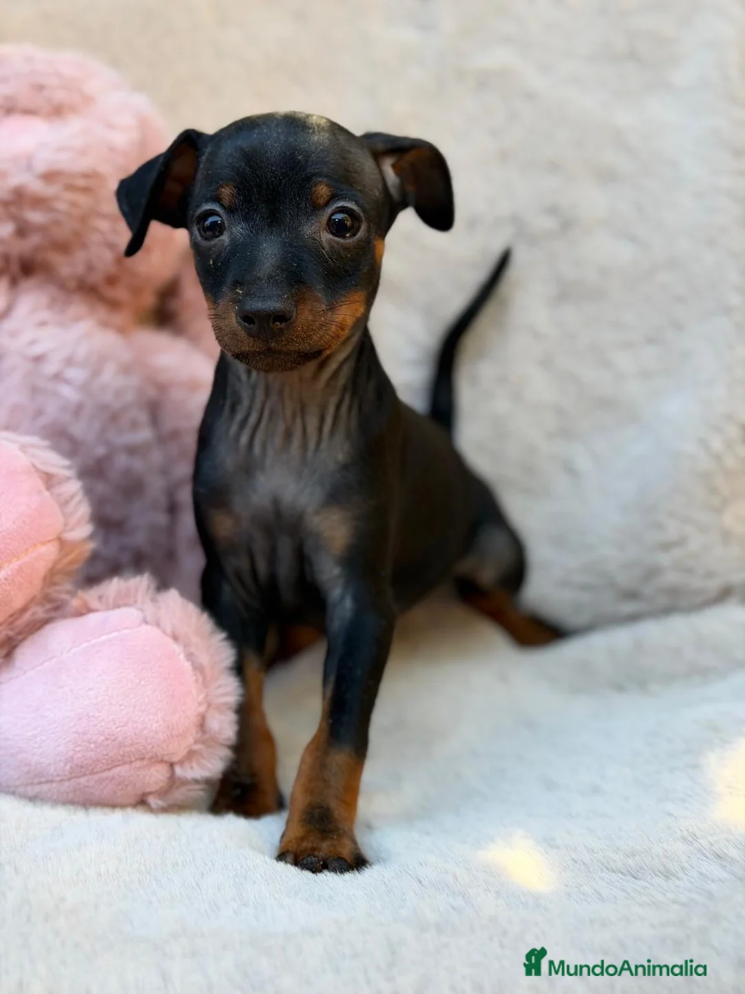 Pinscher Miniatura perros en venta: Hembra pinscher miniatura 🩷🐾 - Anuncio 3