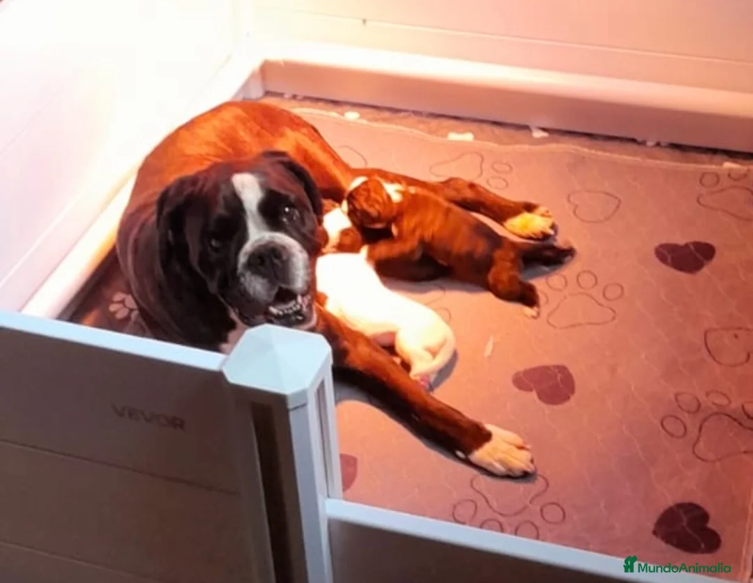 Boxer perros en venta: Precioso Macho Blanco BOXER - Anuncio 8