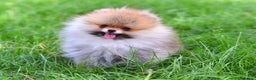 Pomerania perros en venta: Pomeranias España  - Anuncio 3