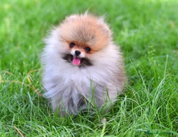 Pomerania perros - Anuncio 4