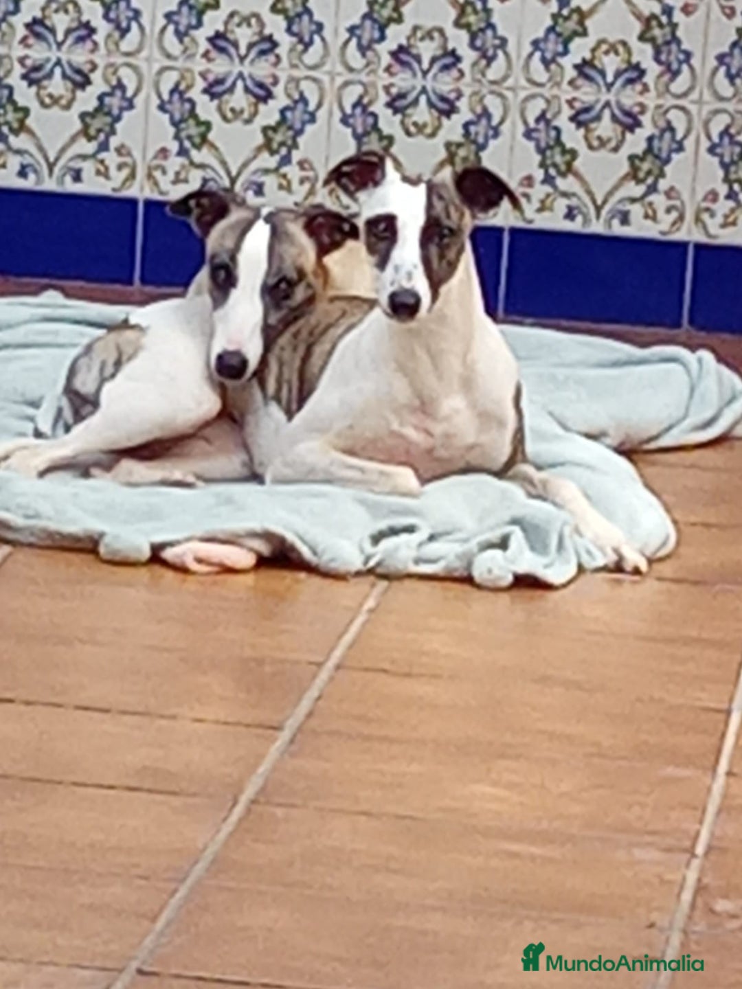 Whippet perros en venta: Whippet - Imagen 4