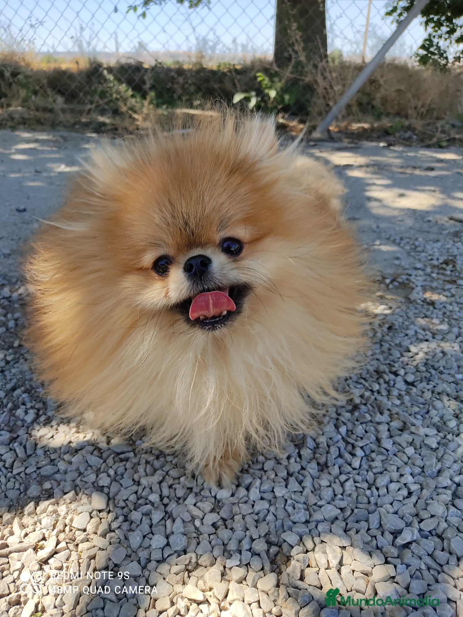Pomerania perros CAMADA POMERANIA - Anuncio 23
