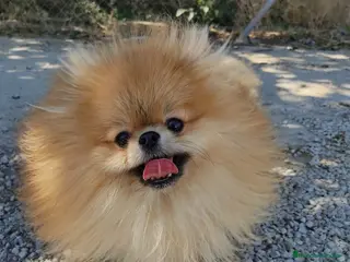 Pomerania perros POMERANIA - Anuncio 1