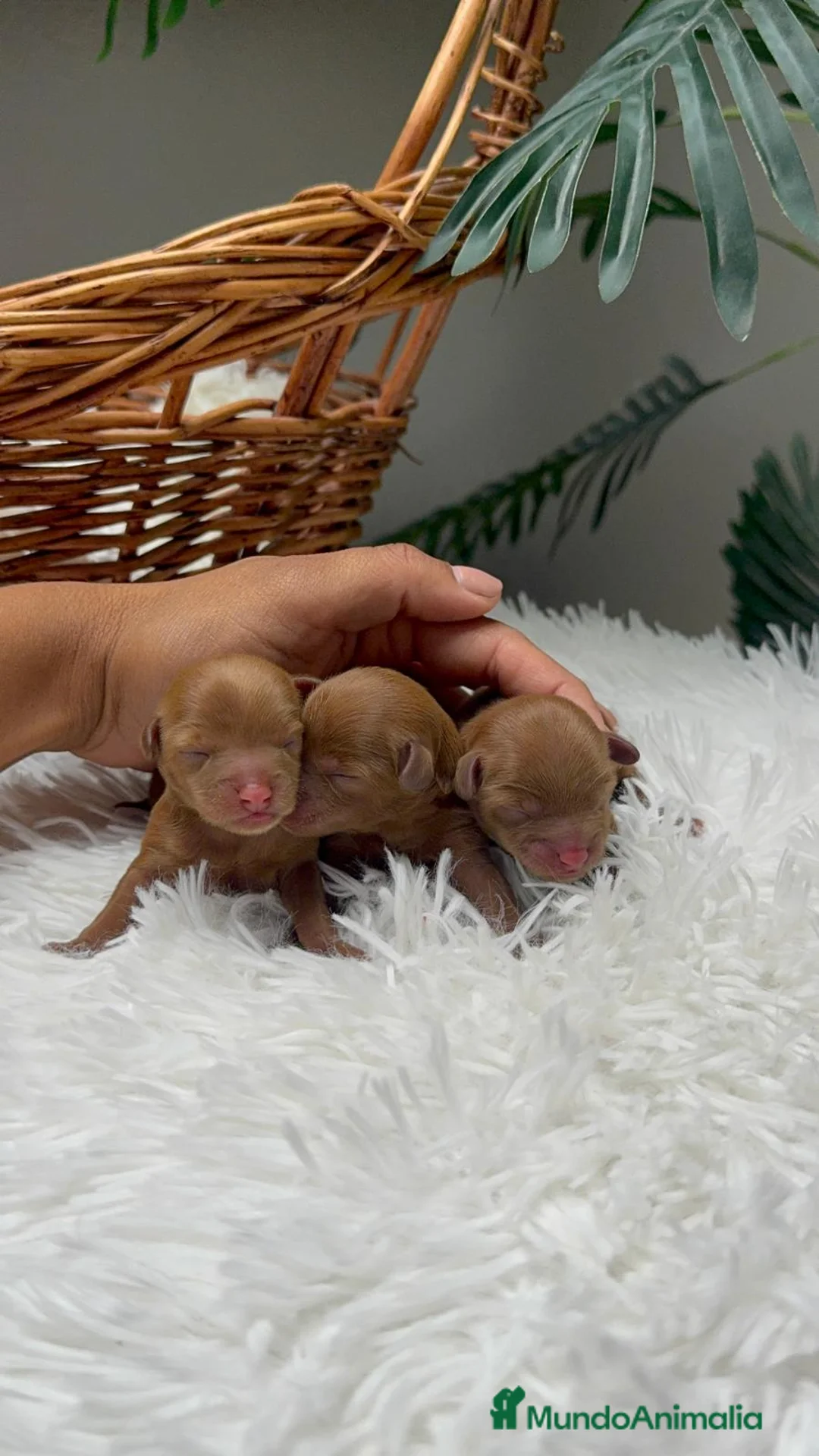 Maltipoo perros en venta: MALTIPOO HEMBRAS ROJAS - Anuncio 1