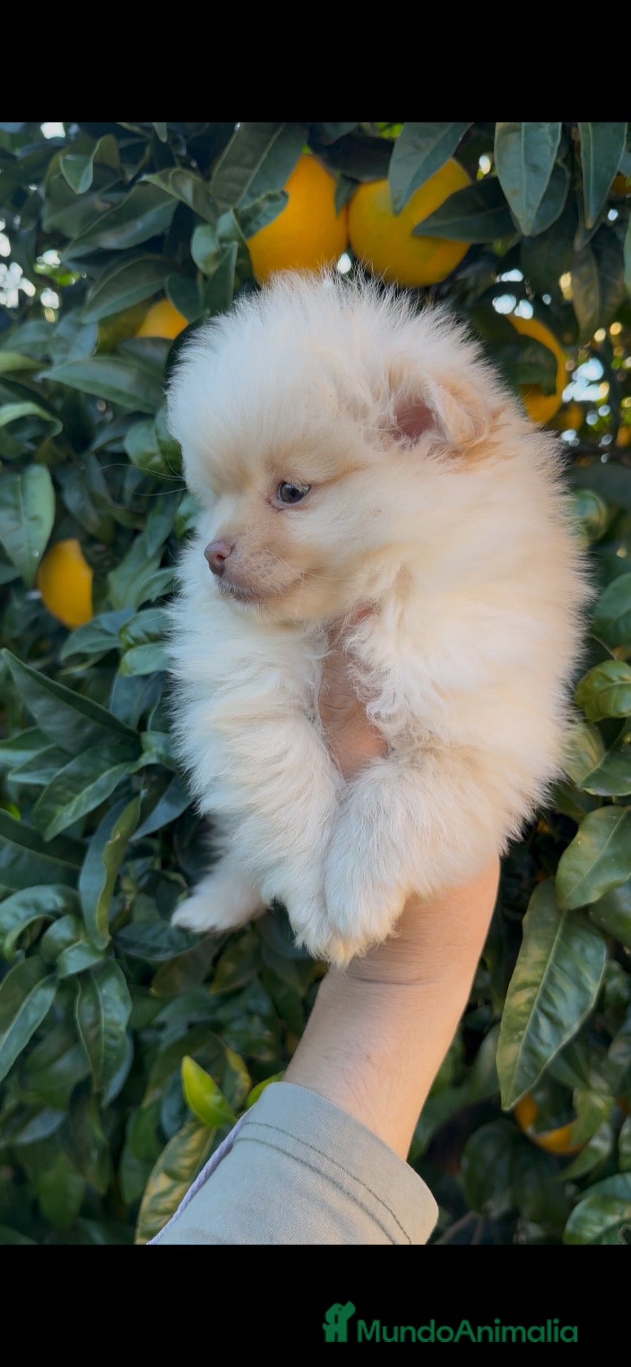 Pomerania perros Pomerania - Anuncio 1