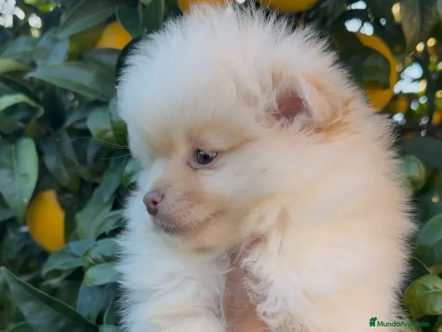 Pomerania perros Pomerania - Anuncio 1