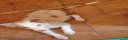 Border Collie perros en adopcion: Border collie - Anuncio 4