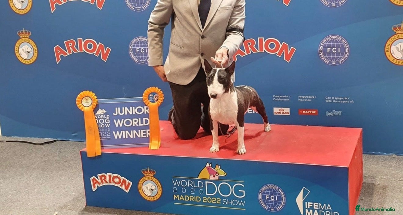 Bull Terrier Miniatura perros Bullterrier mini hembra excelentes líneas  - Anuncio 1