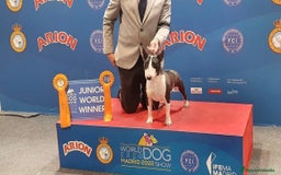 Bull Terrier Miniatura perros en venta: Bullterrier mini hembra excelentes líneas  - Anuncio 1