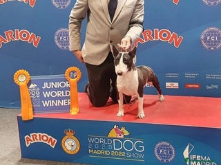 Bull Terrier Miniatura perros Bullterrier mini hembra excelentes líneas - Anuncio 1