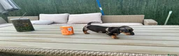 Teckel Miniatura perros en venta: Teckel miniatura  - Anuncio 3