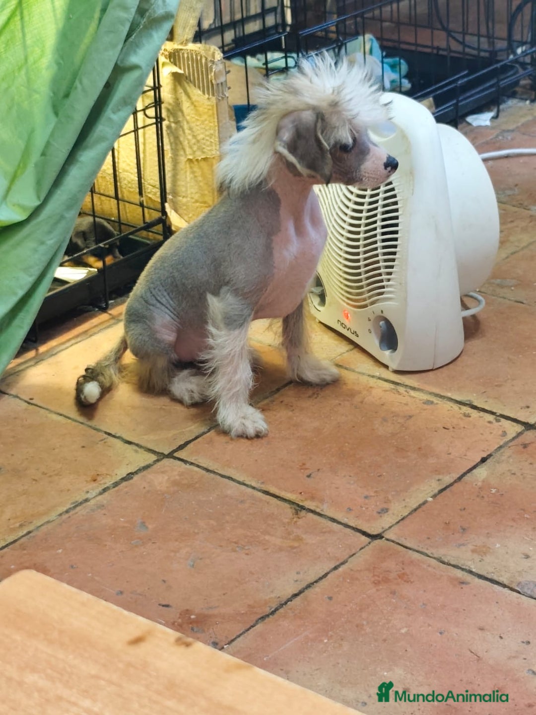 Perro Crestado Chino perros en venta: Crestado chino disponible - Anuncio 1