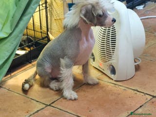 Perro Crestado Chino perros Crestado chino disponible - Anuncio 2