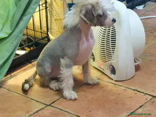 Perro Crestado Chino perros Crestado chino disponible - Anuncio 1