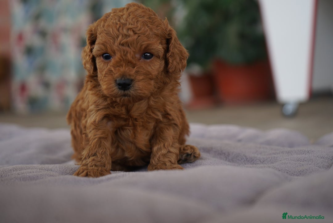 Caniche Toy perros en venta: ❤️ Atom y Solana – Caniches toy rojos  🐾 - Imagen 7